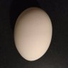Profilbild von an egg