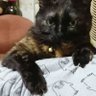 トメ's profile picture