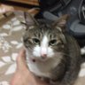 路傍の石's profile picture