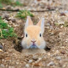 フォトン profil fotoğrafı