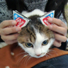 ぴーちゃん's profile picture