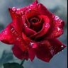 Ali's profile picture