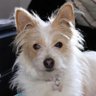 jcalear🐕🐶🦮🐾⚾️'s profile picture