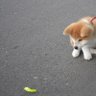 chachaboo 的头像