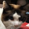 チャコ 的头像