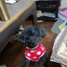 はるじーこ's profile picture
