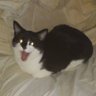 Alex the cat lad 的头像