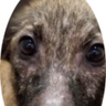 Coalition For Pets Rights & Shelter Reform ็ๅคดๅ