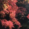 Profilbild von 榊紅葉