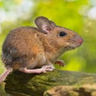 Anon E. Mouse 🇺🇦 的头像