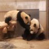 ひろこ🐼パンダ's profile picture