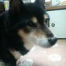 ヒデキ(ベルシシマル)'s profile picture