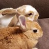 出海の囁き、(漫画家・同人・声優・動物など)'s profile picture