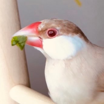 クーピーちゃん's profile picture