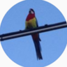 Profilbild von Valoeghese
