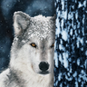 GoT Nymeria 🐺's profile picture