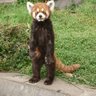 Profilbild von もみあげのび太