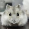 Ray_A profil fotoğrafı