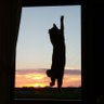 Фото профиля 山の猫