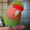 クリッチ's profile picture