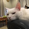 花猫 トリネガ 乳がん 的头像