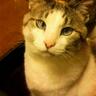 Kengo-Low's profile picture