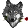 MageGrayWolf's profile picture