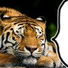 Фото профиля 虎ぽん‎SRT夢幻ꉂꉂ🐯