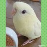 Фото профиля さざなみりりちゃん🐥✨+ほっぷ🐣
