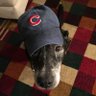 Bink Dolittle's profile picture