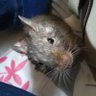 どら焼きさん's profile picture