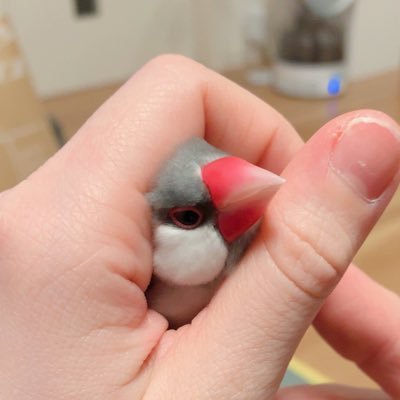 chiiiiik0's profile picture