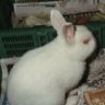 Profilbild von かわきち
