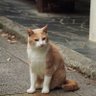 Profilbild von 稲葉 新一