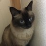 Nori_560's profile picture