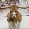 Profilbild von 🔥🤘🏾EVERYTHING TEXAS FAN🔥🤘🏾