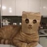 iara profil fotoğrafı