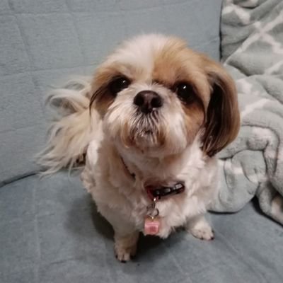 くみうす's profile picture