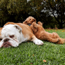 Alison 🇦🇺🐩☯️ 😹's profile picture