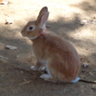 Profilbild von うさぎ