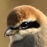 翆野 大地 profil fotoğrafı