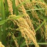 Фото профиля もちごめ