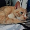 Txoki's profile picture