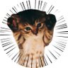 ねこのタオちゃん🐾 profil fotoğrafı
