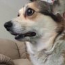 Profilbild von bork