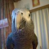 Lavaya profil fotoğrafı