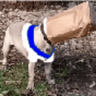 DogsStar's profile picture