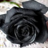 darknight's profile picture