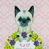 Фото профиля 超ちょびこ サニーめかぶ推し🐾