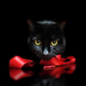 黒猫 profil fotoğrafı